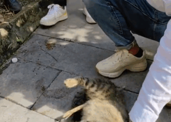 M2010019_A very smooth rescue #savinganimals #animalrescue #animals #cat #straycats #kittens _part2