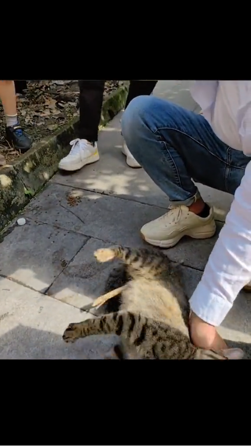 M2010019_A very smooth rescue #savinganimals #animalrescue #animals #cat #straycats #kittens _part2