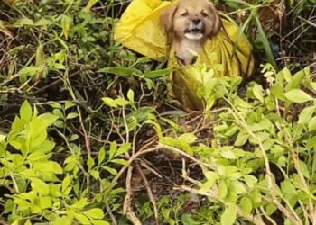 M3009011_the little dog waited for me until dark in the rain#dogvideo #poordogvideo #dogsoftiktok _part2