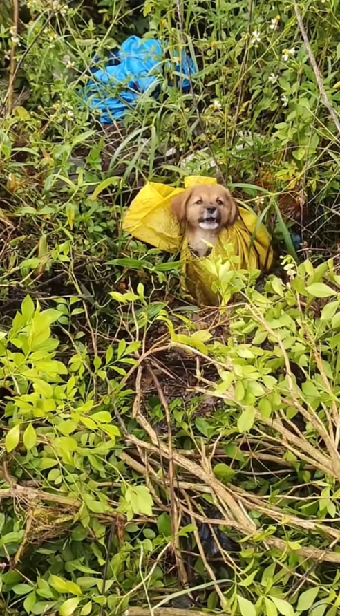 M3009011_the little dog waited for me until dark in the rain#dogvideo #poordogvideo #dogsoftiktok _part2