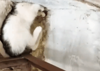 M1010013_Rescate urgente de un gatito atrapado en un hueco de la pared #catsoftiktok #rescue #fyp _part2