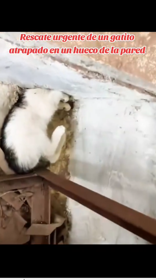 M1010013_Rescate urgente de un gatito atrapado en un hueco de la pared #catsoftiktok #rescue #fyp _part2