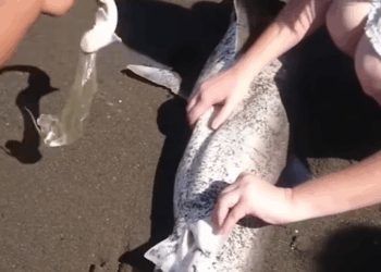 M2010010_A group of friends at the beach accidentally helped a fish give birth Sacred Heart Cathedral-Ho Bankoe_part2