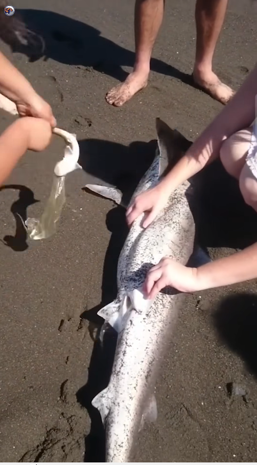 M2010010_A group of friends at the beach accidentally helped a fish give birth Sacred Heart Cathedral-Ho Bankoe_part2