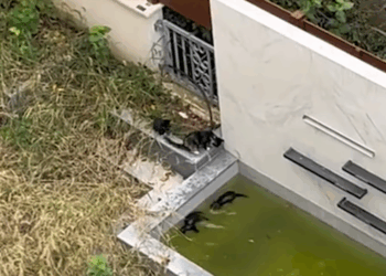 M2010009_The cries for help of two cats trapped in a lake_part2