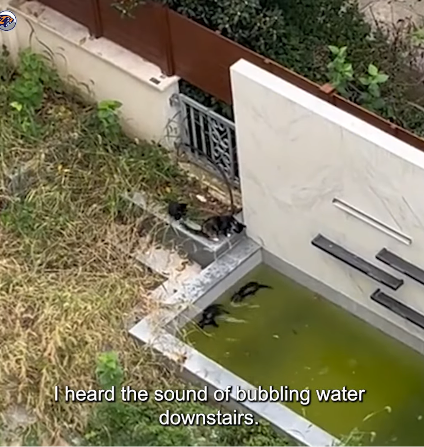 M2010009_The cries for help of two cats trapped in a lake_part2