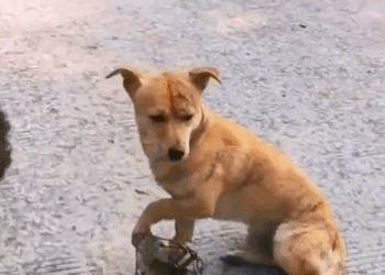 M2010023_We’re happy to see them happy #rescue #rescuedog #rescueanimals #animals #viral _part2