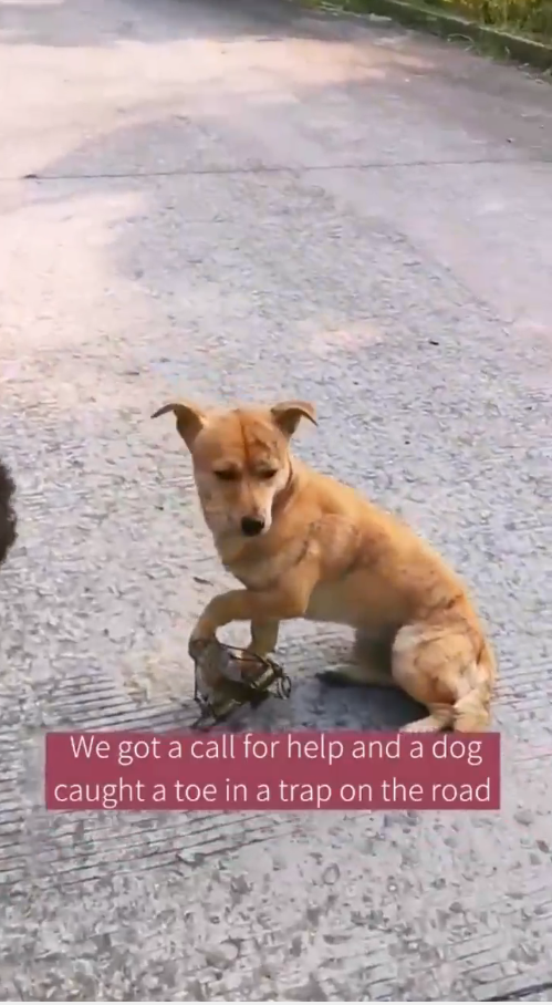 M2010023_We’re happy to see them happy #rescue #rescuedog #rescueanimals #animals #viral _part2