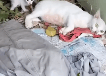 M2010008_exhausted mother cat beside her kitten_part2