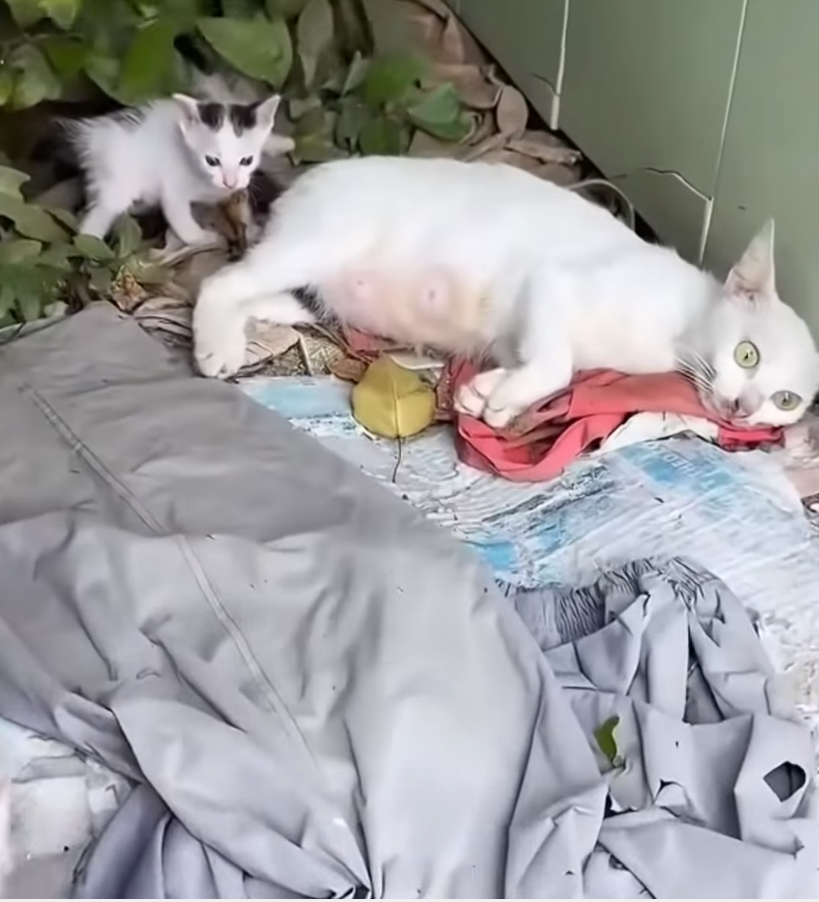 M2010008_exhausted mother cat beside her kitten_part2