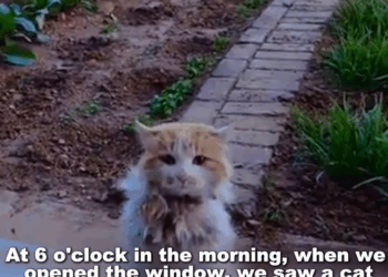 M2010004_This cat standing in front of our house broke my heart_part2