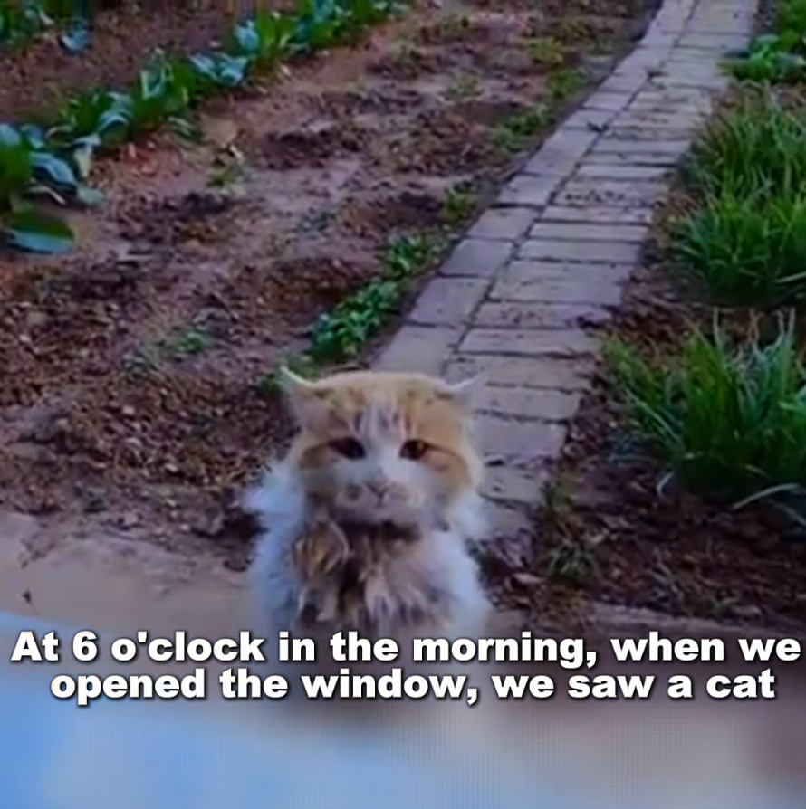 M2010004_This cat standing in front of our house broke my heart_part2