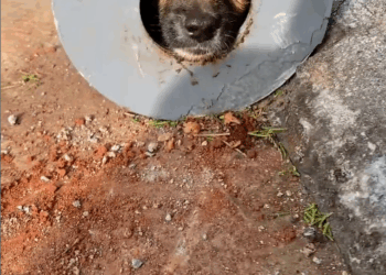 M6010016_A little life, trapped for a few days, just a little help_part2