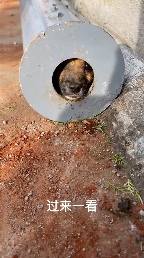 M6010016_A little life, trapped for a few days, just a little help_part2