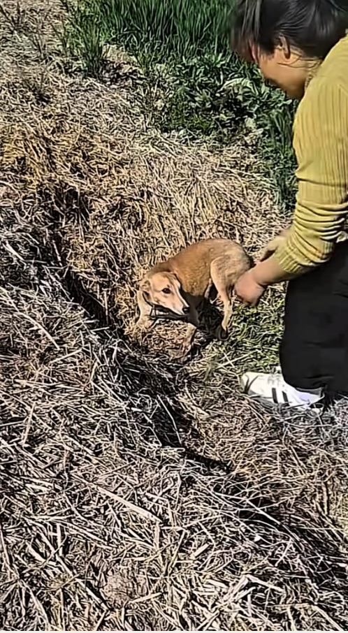 M2809017_#dog #dogsoftiktok #poor #dogvideo #poordogvideo #hhy72462acz _part2