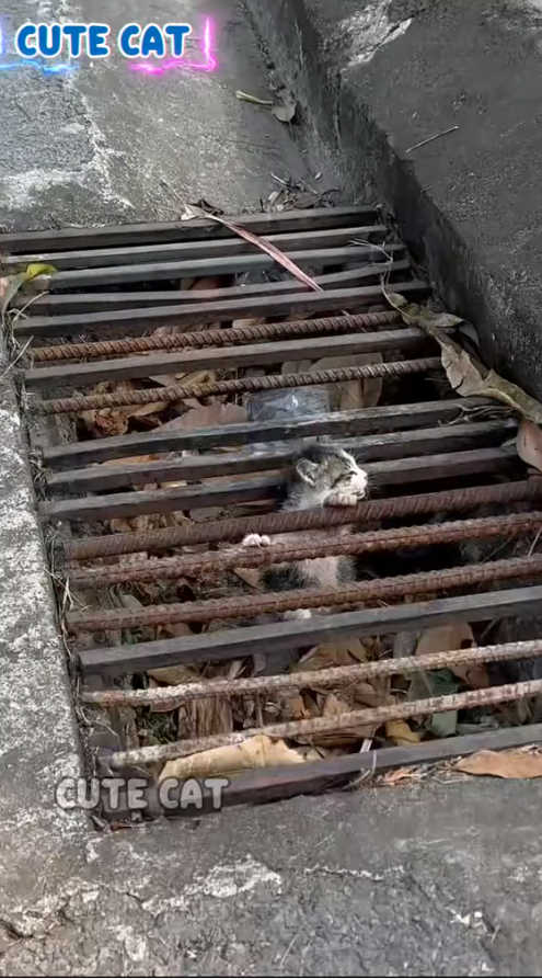M6010005_The kitten stuck in the drain was luckily rescued by the lady in time. #dog #poordog #rescudog #dogvideos #dogsoftiktok #ilyaunesolution_part2