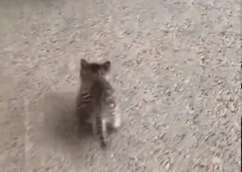 M9010007_This kitten followed me home and was adopted by my dog #animals #rescueanimals #animalsoftiktok #animallover #cat _part2