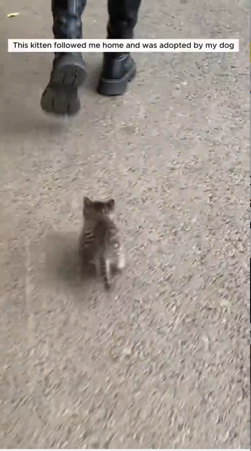 M9010007_This kitten followed me home and was adopted by my dog #animals #rescueanimals #animalsoftiktok #animallover #cat _part2