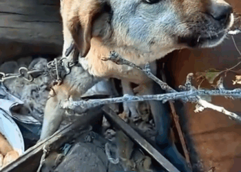 M3009003_foram resgatados mãe e filhote abandonados #SauvarVidasAnimais #VidasqueImportam #AmorpelosAnimais #ResgateeRecomeco #fyp _part2