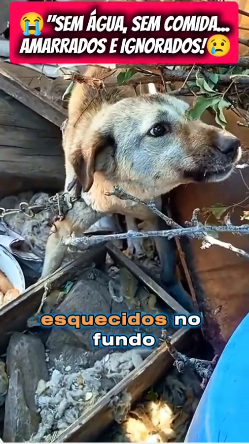 M3009003_foram resgatados mãe e filhote abandonados #SauvarVidasAnimais #VidasqueImportam #AmorpelosAnimais #ResgateeRecomeco #fyp _part2