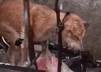 M6010022_Papap ❤️ Hindi na taga-bantay ng kalakal 🥹 Rescued Feb 2025 Loved by the Gapz – Animal Rescue Inc._part2