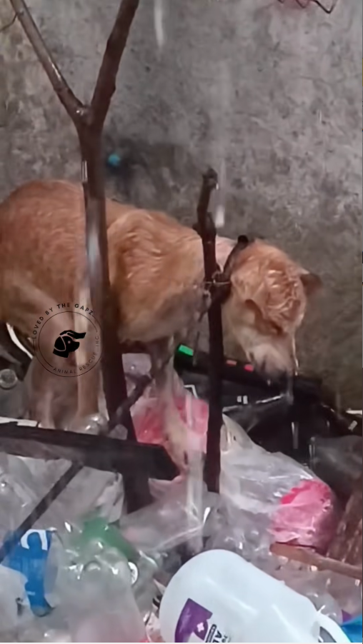 M6010022_Papap ❤️ Hindi na taga-bantay ng kalakal 🥹 Rescued Feb 2025 Loved by the Gapz – Animal Rescue Inc._part2