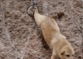 M3009007_#dog #dogsoftiktok #poor #dogvideo #poordogvideo _part2