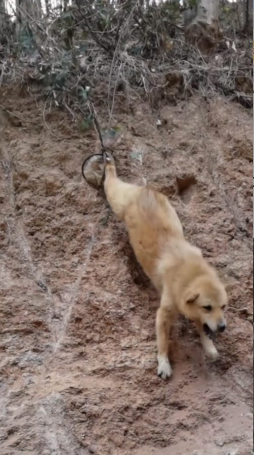 M3009007_#dog #dogsoftiktok #poor #dogvideo #poordogvideo _part2