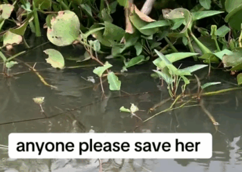 M9010004_Please save his life #TeamChangBoi, ChangBoi, Construction Contractor_part2