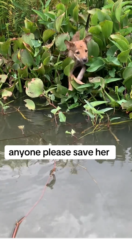 M9010004_Please save his life #TeamChangBoi, ChangBoi, Construction Contractor_part2