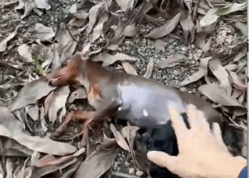 M9010005_Rescue a family of dogs #rescue #rescuenaimals #animals #rescuedog #dog #puppy _part2