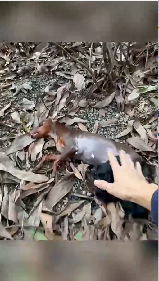 M9010005_Rescue a family of dogs #rescue #rescuenaimals #animals #rescuedog #dog #puppy _part2