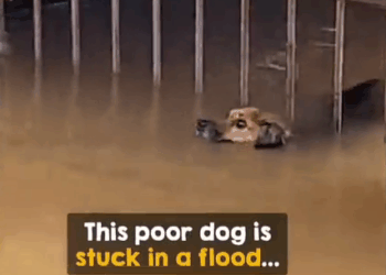 M9010008_Kindness And Compassion #rescuedog #naturaldisaster #weather #flood _part2