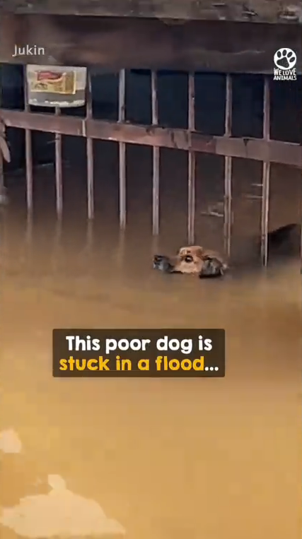 M9010008_Kindness And Compassion #rescuedog #naturaldisaster #weather #flood _part2
