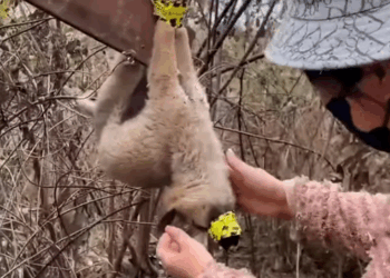 M9010012_#animals #animal #animalrescue #dog #rescue #rescuedog Dogs & Cats Resxue_part2