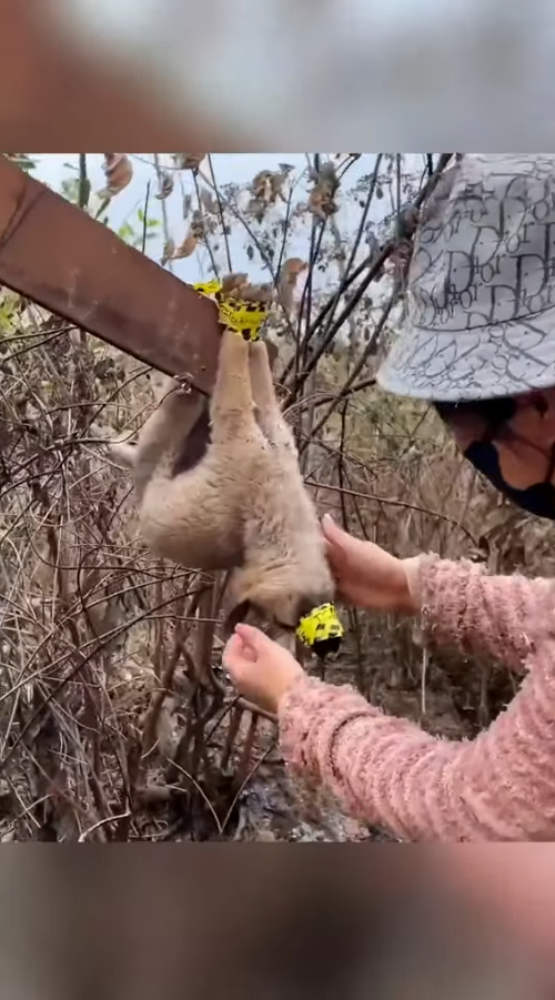 M9010012_#animals #animal #animalrescue #dog #rescue #rescuedog Dogs & Cats Resxue_part2