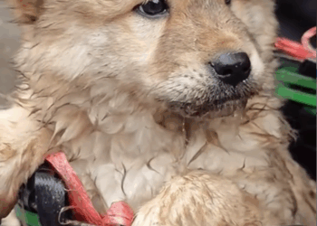 M9010017_ poor dog #dogs #poordog #dogvideos _part2