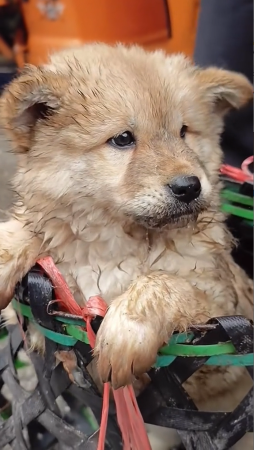 M9010017_ poor dog #dogs #poordog #dogvideos _part2