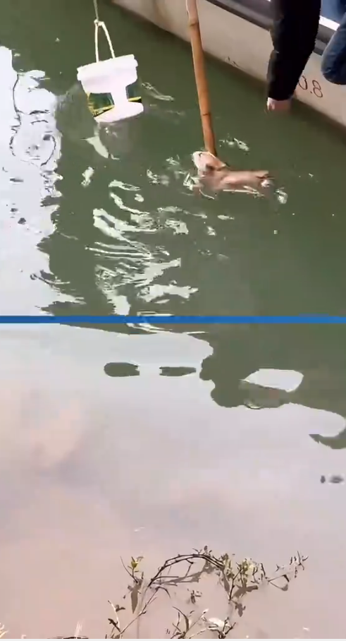 M1010017_Rescue a puppy and then…#rescue #rescuedog #rescuepuppy #puppy #dog #straydog #poordog #puppytiktok #dogsoftiktok #homelessdog _part2