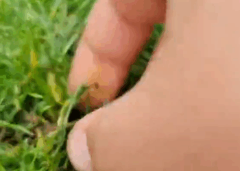 M9010016_Crazy garden findings. Dog buried under the ground, full video. #fyp #crazygardenfindings #usa #lietuva #europe #viral #foryou #foryourpage_part2