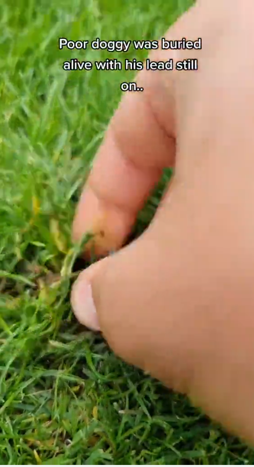 M9010016_Crazy garden findings. Dog buried under the ground, full video. #fyp #crazygardenfindings #usa #lietuva #europe #viral #foryou #foryourpage_part2