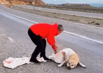 M1110006 Saved Dog #foryou #dog #animal #puppy #abandoned #rescue #neiperteee #cane part2