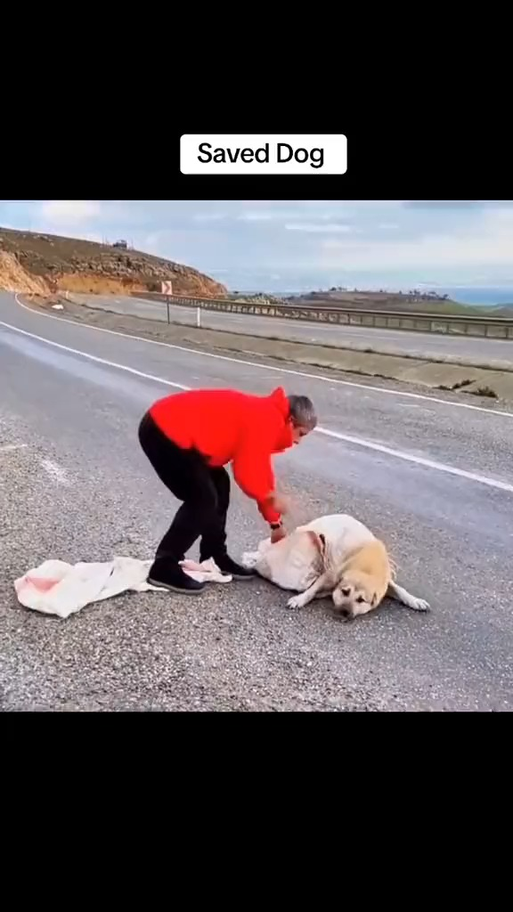 M1110006 Saved Dog #foryou #dog #animal #puppy #abandoned #rescue #neiperteee #cane part2