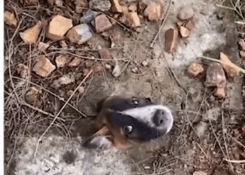 M1110007 Help Puppy #foryou #animal #dog #puppy #abandoned #rescue #neiperteee #cane part2