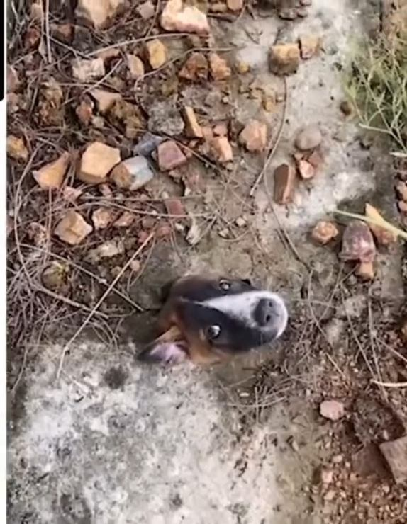 M1110007 Help Puppy #foryou #animal #dog #puppy #abandoned #rescue #neiperteee #cane part2