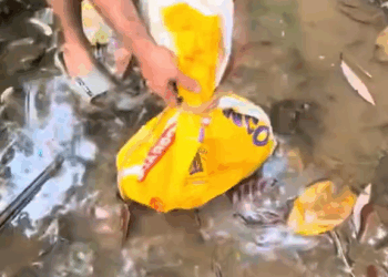 M1110009 Rescue baby dog #rescue #rescueanimals #fyp #animals #dogsoftiktok #dog #dogsoftiktok part2