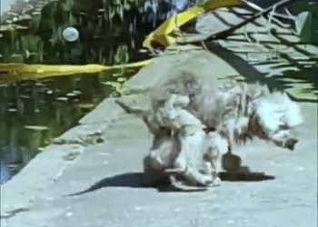 M1110012 Poor Dog Cried and Waited for Help #dog #save #poordog #help #rescuedog #fyp #sad #emotion part2