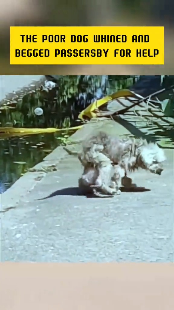 M1110012 Poor Dog Cried and Waited for Help #dog #save #poordog #help #rescuedog #fyp #sad #emotion part2