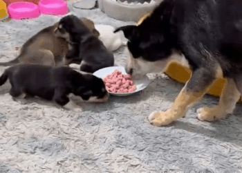 M1110014 Rescue a family of dogs abandoned in a dilapidated house #animals #rescueanimals #animalsoftiktok #rescue #puppy #rescuedog #puppytiktok part2