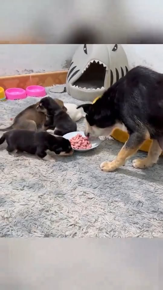 M1110014 Rescue a family of dogs abandoned in a dilapidated house #animals #rescueanimals #animalsoftiktok #rescue #puppy #rescuedog #puppytiktok part2